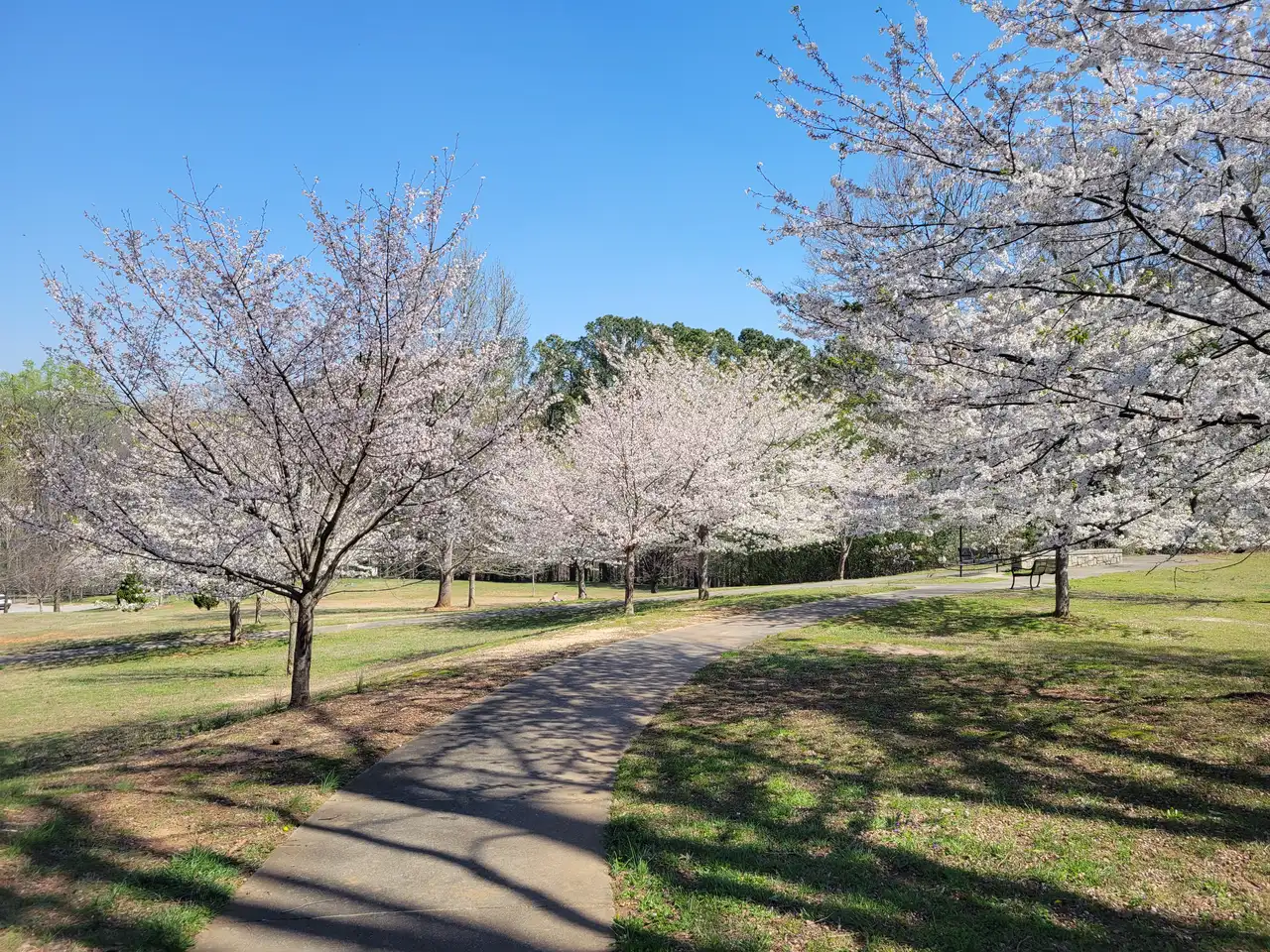Trees in bloom in Blackburn Park on Ashford Dunwoody Road, home of the 2026 Cherry Blossom Festival