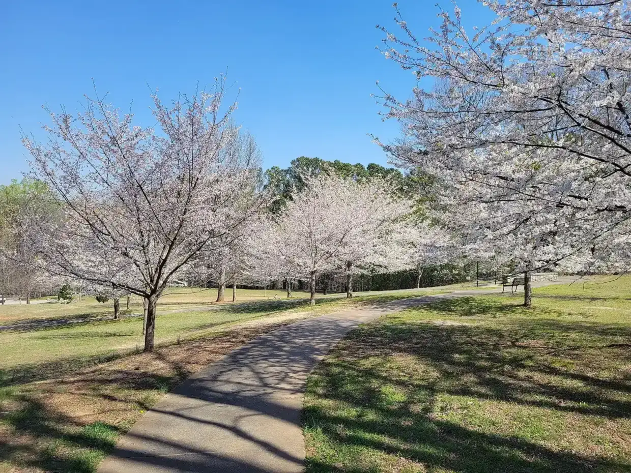 Cherry trees in bloom along a path in Blackburn Park, site of the city's Easter egg hunt